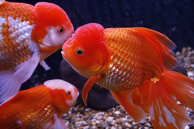 草龜和金魚混養需要注意什么 草龜和金魚混養需要注意什么 龍魚百科 第10張