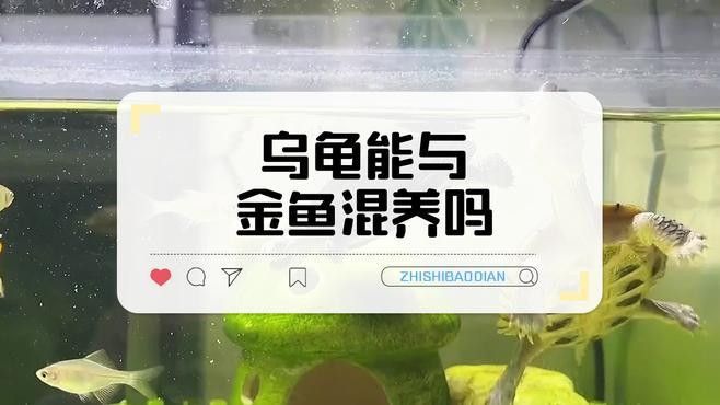 草龜和金魚混養需要注意什么 草龜和金魚混養需要注意什么 龍魚百科 第5張