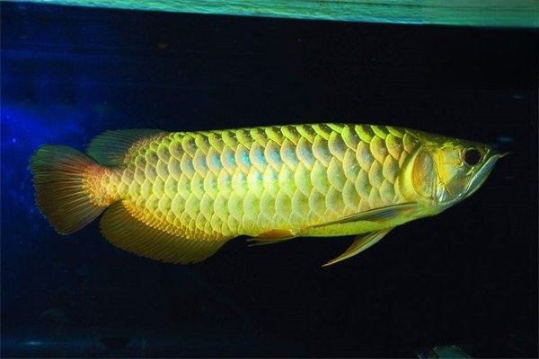金龍魚沉尾能自愈嗎？（金龍魚沉尾怎么治療金龍魚沉尾能否自愈需根據具體原因判斷）