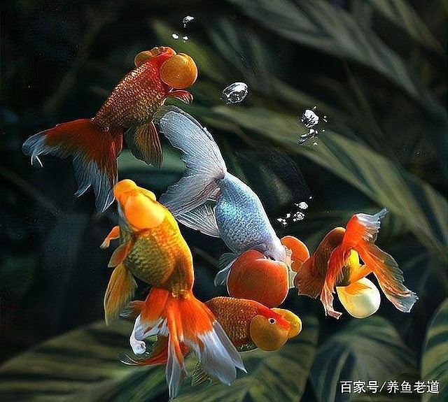 金龍魚沉尾能自愈嗎？（金龍魚沉尾怎么治療金龍魚沉尾能否自愈需根據具體原因判斷）