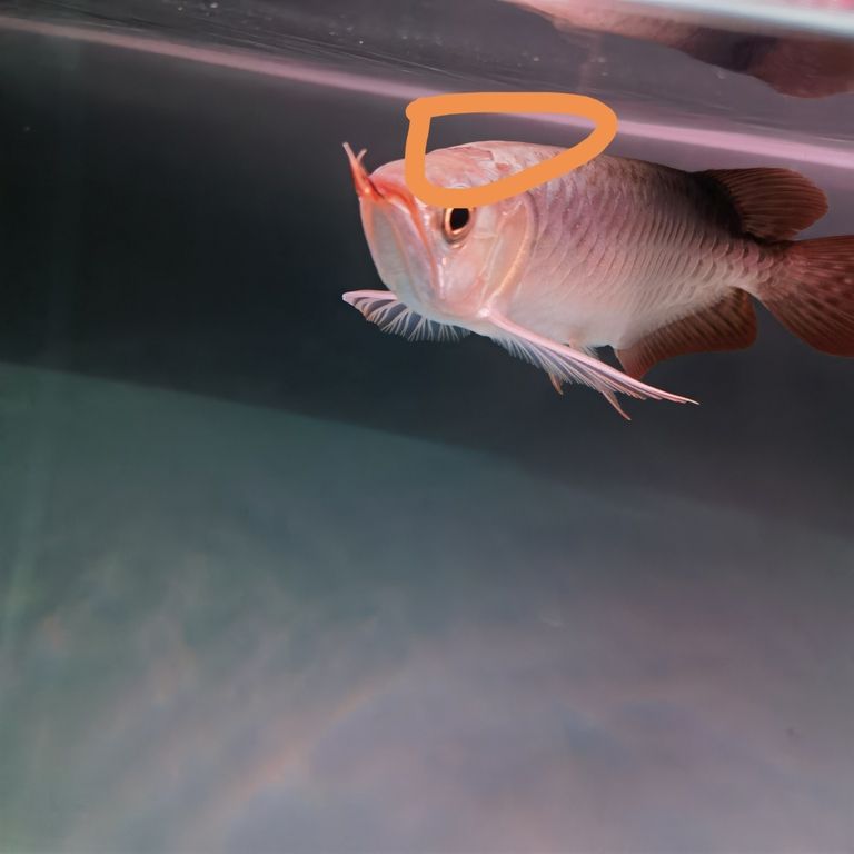 魚缸過濾器選購指南:自制魚缸過濾器魚缸上置過濾器對于養魚愛好者的必備知識 撞掉了一塊鱗片(主人公經歷了一個令人震驚的事件,) 龍魚論壇 撞掉了一塊鱗片(主人公經歷了一個令人震驚的事件,) 撞掉了一塊鱗片(主人公經歷了一個令人震驚的事件,) 龍魚論壇