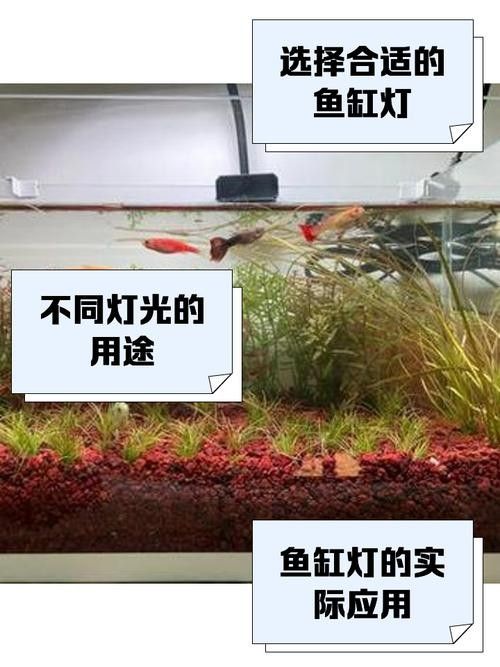 龍魚缸照明燈多久換一次