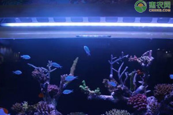 龍魚適合什么水質養 龍魚適合什么水質養 觀賞魚百科