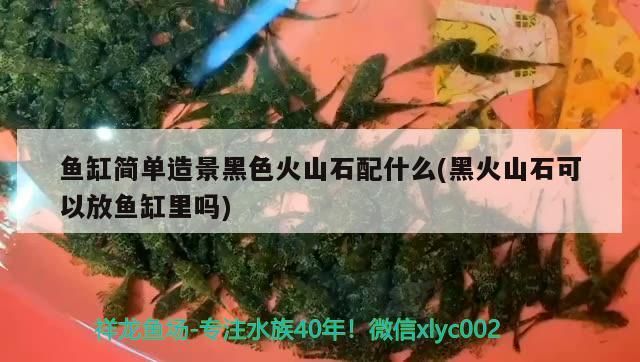 龍魚 魚缸簡單造景黑色火山石配什么(黑火山石可以放魚缸里嗎) 觀賞魚百科 魚缸簡單造景黑色火山石配什么(黑火山石可以放魚缸里嗎) 魚缸簡單造景黑色火山石配什么(黑火山石可以放魚缸里嗎) 觀賞魚百科