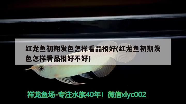 紅龍魚(yú)初期發(fā)色怎樣看品相好(紅龍魚(yú)初期發(fā)色怎樣看品相好不好)