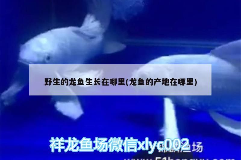 野生的龍魚(yú)生長(zhǎng)在哪里(龍魚(yú)的產(chǎn)地在哪里)