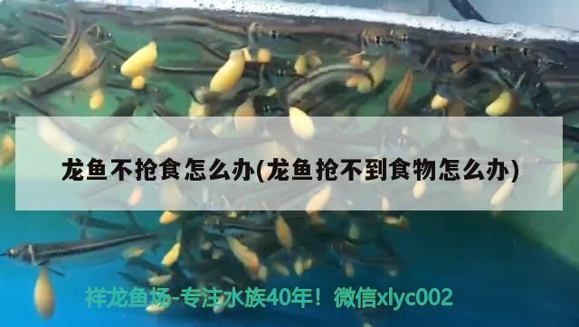 龍魚不搶食怎么辦(龍魚搶不到食物怎么辦)