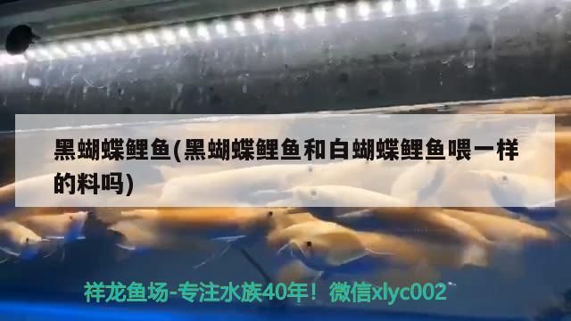 黑蝴蝶鯉魚(黑蝴蝶鯉魚和白蝴蝶鯉魚喂一樣的料嗎)