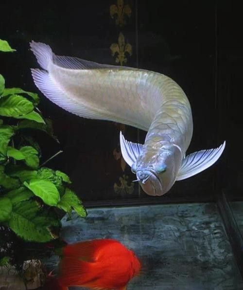 山西龍魚價(jià)格近期有波動(dòng)嗎