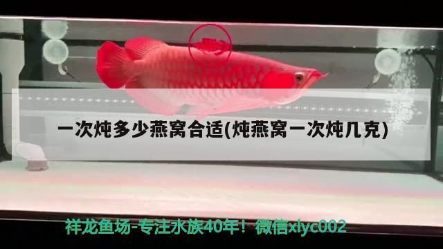 一次燉多少燕窩合適(燉燕窩一次燉幾克)