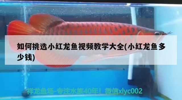 如何挑選小紅龍魚視頻教學大全(小紅龍魚多少錢)