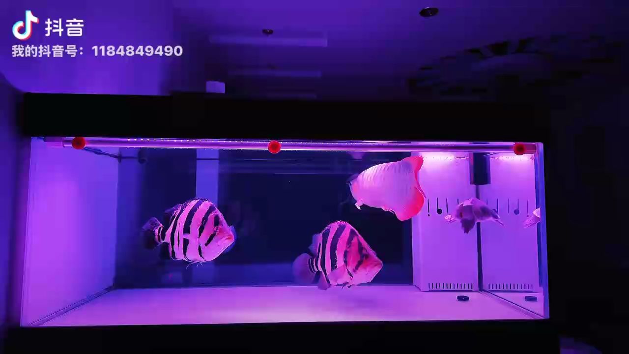 如何鑒別藍底紅龍魚的品相？ 如何鑒別藍底紅龍魚的品相？ 龍魚百科