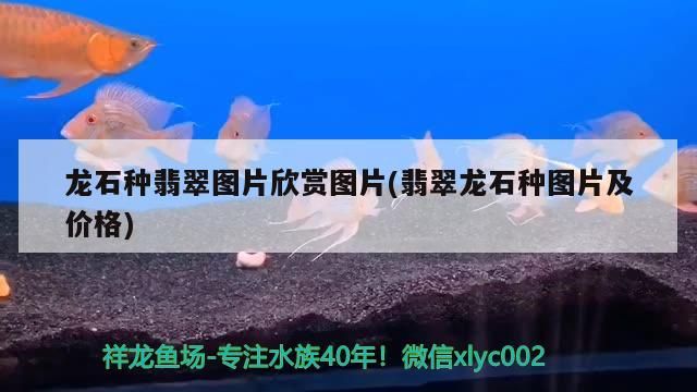 龍石種翡翠圖片欣賞圖片(翡翠龍石種圖片及價格) 龍石種翡翠圖片欣賞圖片(翡翠龍石種圖片及價格) 觀賞魚百科