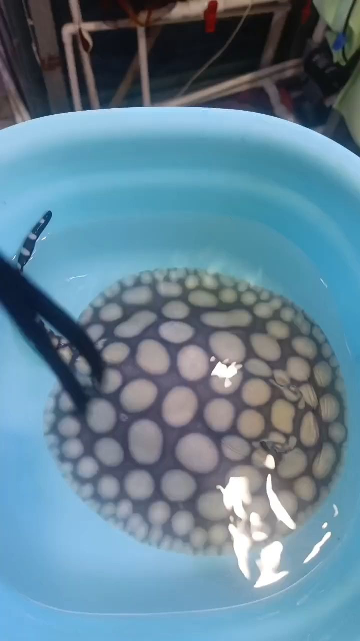 晚安（“晚安”的意義）