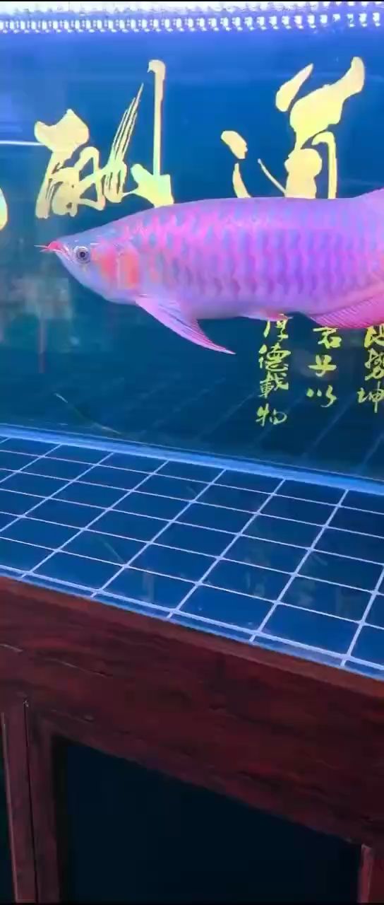 漂亮（冥府之花評論：探索美麗與魅力的奧秘，在探討美麗與魅力的奧秘）