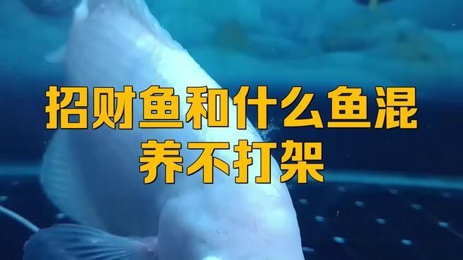 發(fā)財(cái)魚和什么魚混養(yǎng)最好 發(fā)財(cái)魚和什么魚混養(yǎng)最好 龍魚百科 第2張