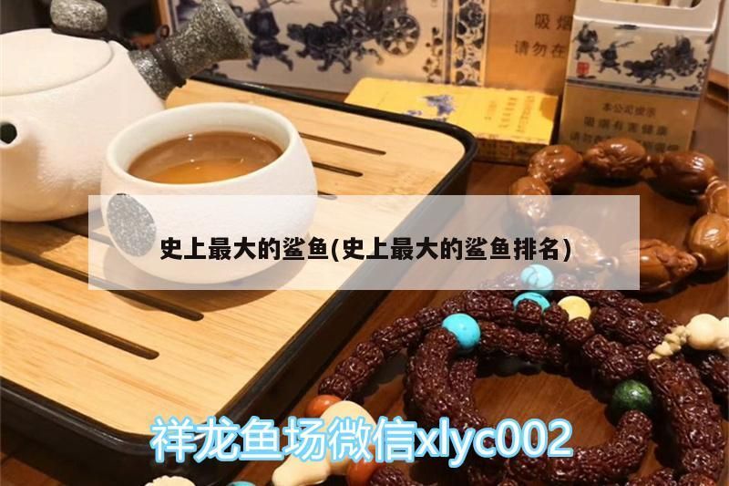 史上最大的鯊魚(史上最大的鯊魚排名) 史上最大的鯊魚(史上最大的鯊魚排名) 觀賞魚百科