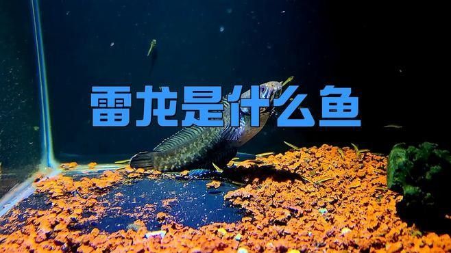 如何區分雷龍和龍魚（養魚老道，雷龍魚大全之常見大型雷龍篇）