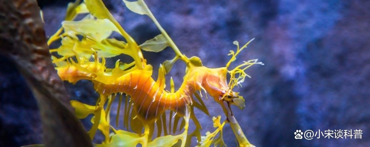 海龍魚繁殖方式是怎樣的