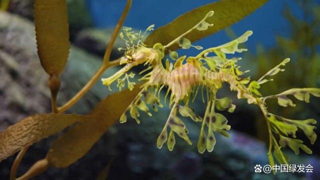 海龍魚繁殖方式是怎樣的