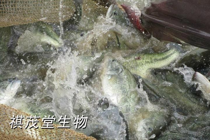 曼龍魚不吃蔬菜怎么辦（曼龍魚不吃蔬菜會(huì)影響健康和生長曼龍魚的健康生長） 曼龍魚不吃蔬菜怎么辦（曼龍魚不吃蔬菜會(huì)影響健康和生長曼龍魚的健康生長） 龍魚百科 第10張