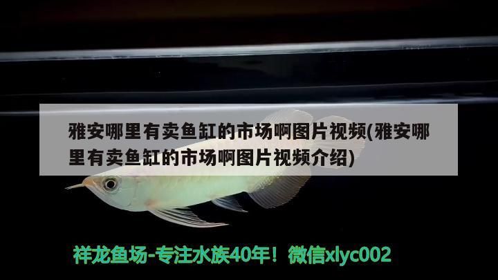 雅安哪里有賣魚缸的市場啊圖片視頻(雅安哪里有賣魚缸的市場啊圖片視頻介紹)（雅安哪里有賣魚缸的市場） 雅安哪里有賣魚缸的市場啊圖片視頻(雅安哪里有賣魚缸的市場啊圖片視頻介紹)（雅安哪里有賣魚缸的市場） 觀賞魚百科