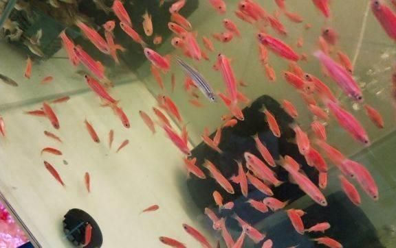 海南藏族自治州觀賞魚批發市場:三亞的花鳥市場在那里