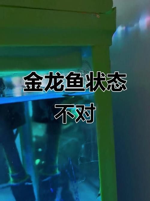 如何判斷金龍魚魚苗的品質