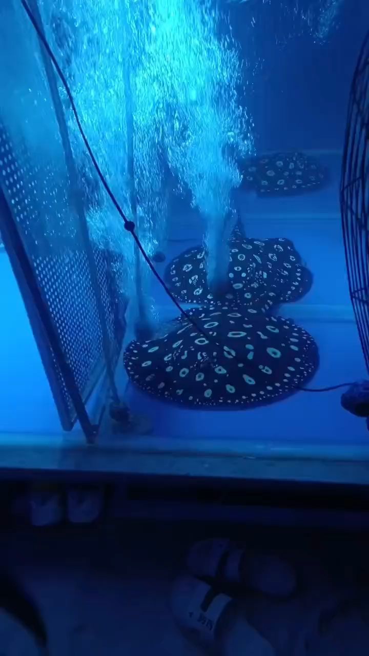 生小魚