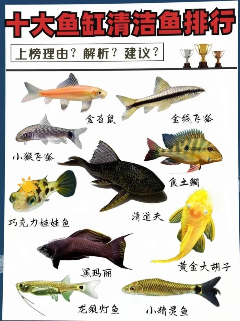 如何判斷清潔工具魚是否健康（如何判斷清潔工具魚的健康狀況）
