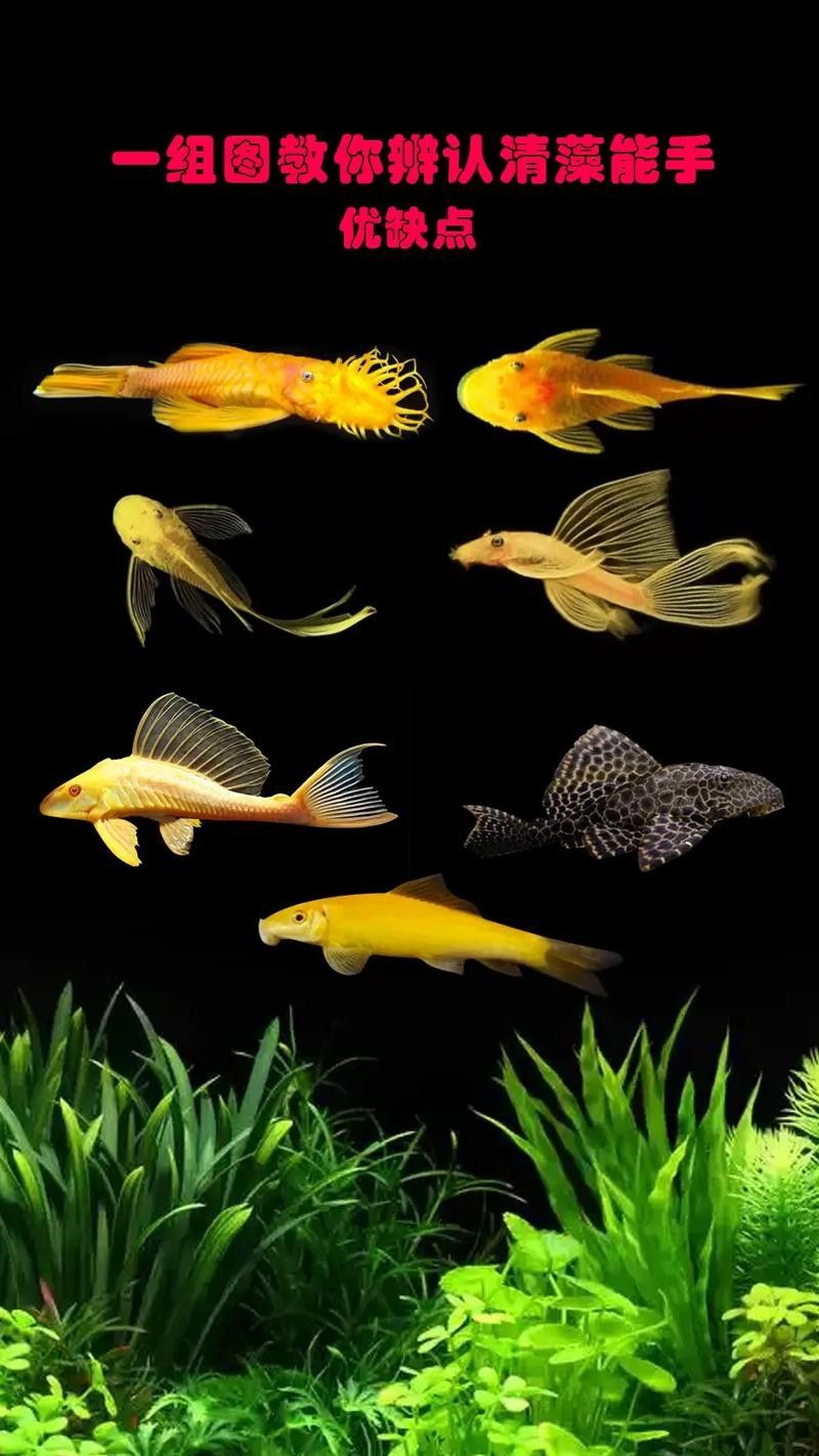 如何判斷清潔工具魚是否健康（如何判斷清潔工具魚的健康狀況）