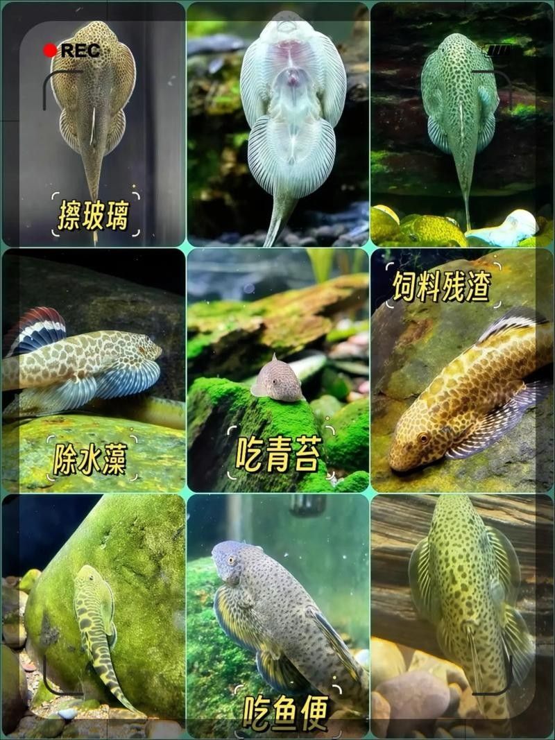 如何判斷清潔工具魚是否健康（如何判斷清潔工具魚的健康狀況）