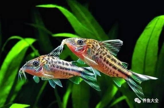 如何判斷龍魚鰓蓋圓坑是否感染,如何判斷龍魚鰓蓋圓坑感染 龍魚百科 第2張 如何判斷龍魚鰓蓋圓坑是否感染,如何判斷龍魚鰓蓋圓坑感染 如何判斷龍魚鰓蓋圓坑是否感染,如何判斷龍魚鰓蓋圓坑感染 龍魚百科 第2張