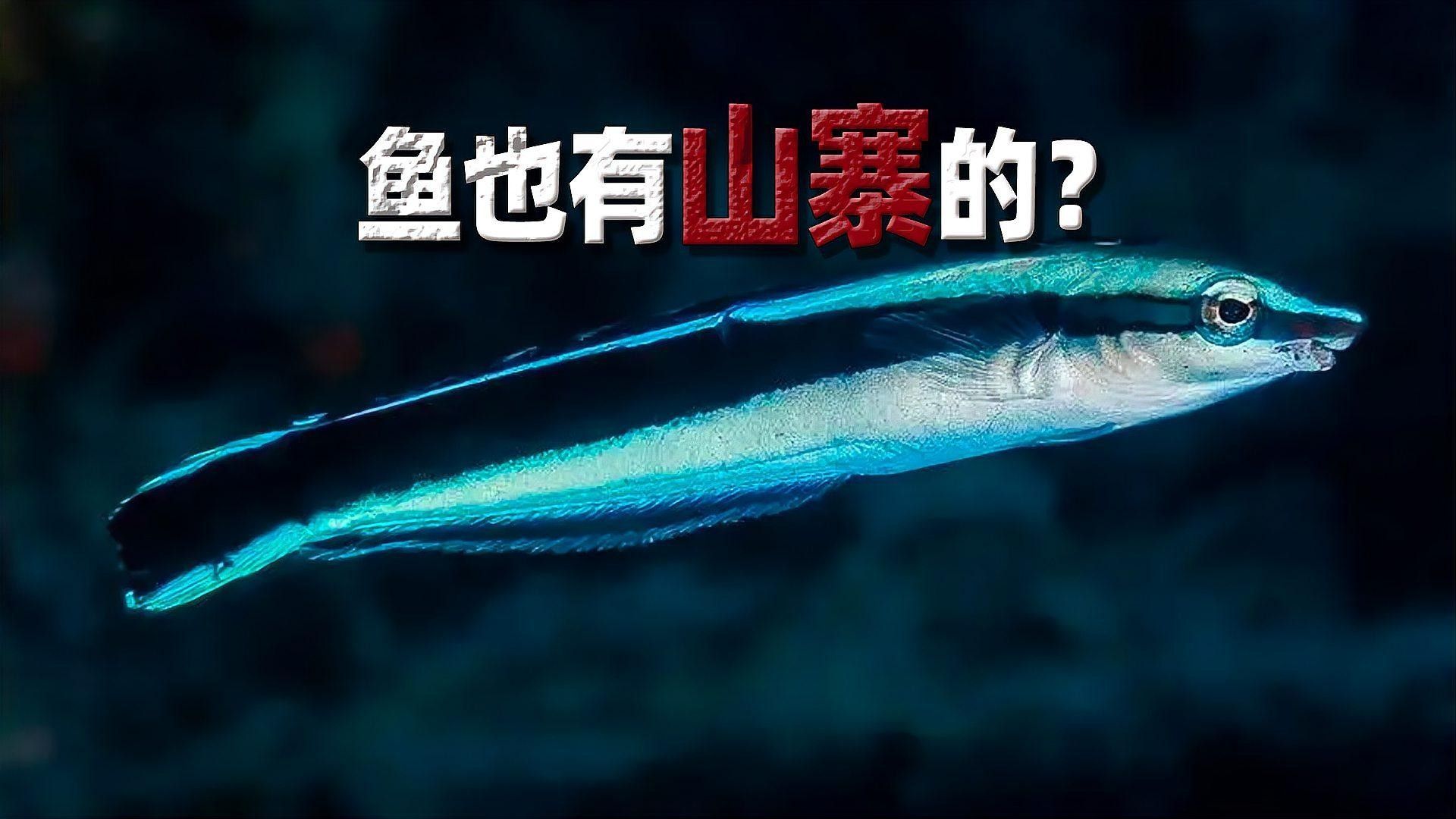 如何判斷清潔工具魚是否健康（如何判斷清潔工具魚的健康狀況）