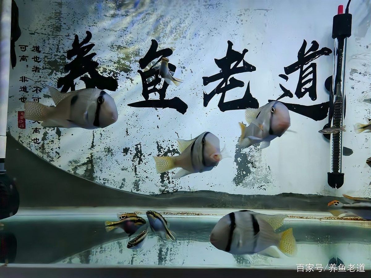 如何判斷清潔工具魚是否健康（如何判斷清潔工具魚的健康狀況）