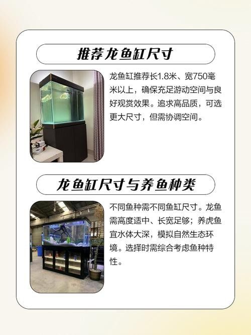 金龍魚缸需要多大的尺寸