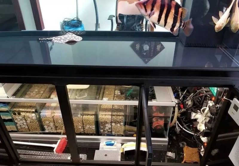 金龍魚缸需要多大的尺寸