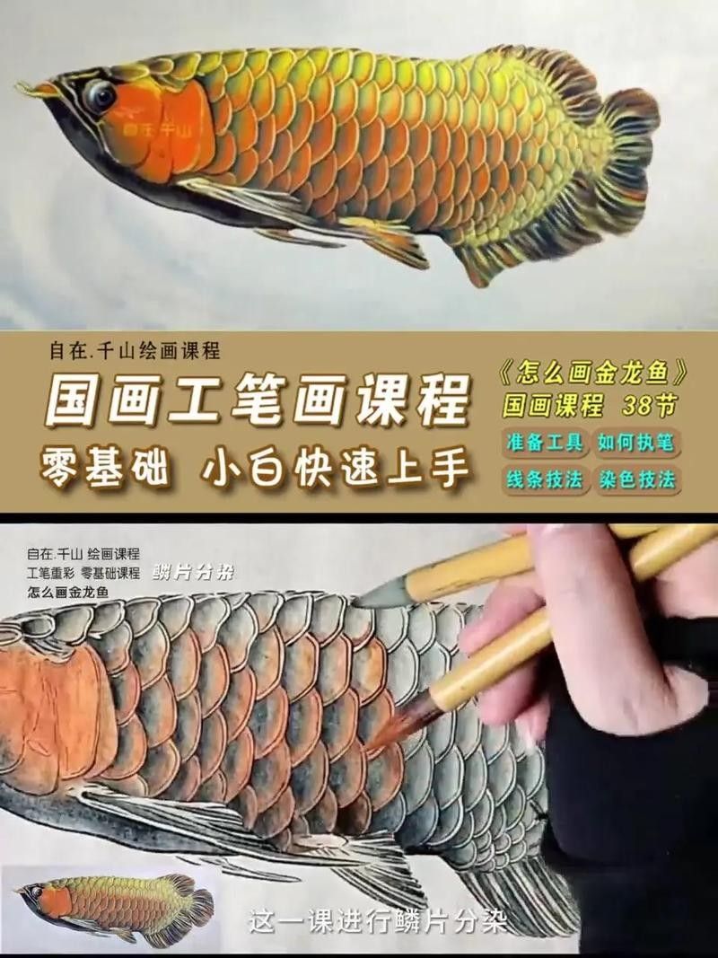 金龍魚增色需要多長時間