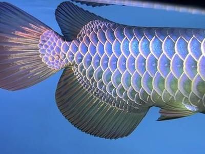 古典藍(lán)底龍魚用什么背景（古典藍(lán)底龍魚在不同生長(zhǎng)階段適合的背景顏色有所不同）