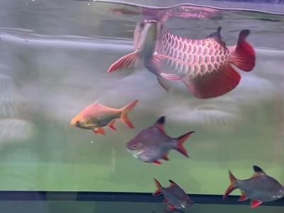 古典藍底龍魚用什么背景（古典藍底龍魚在不同生長階段適合的背景顏色有所不同）