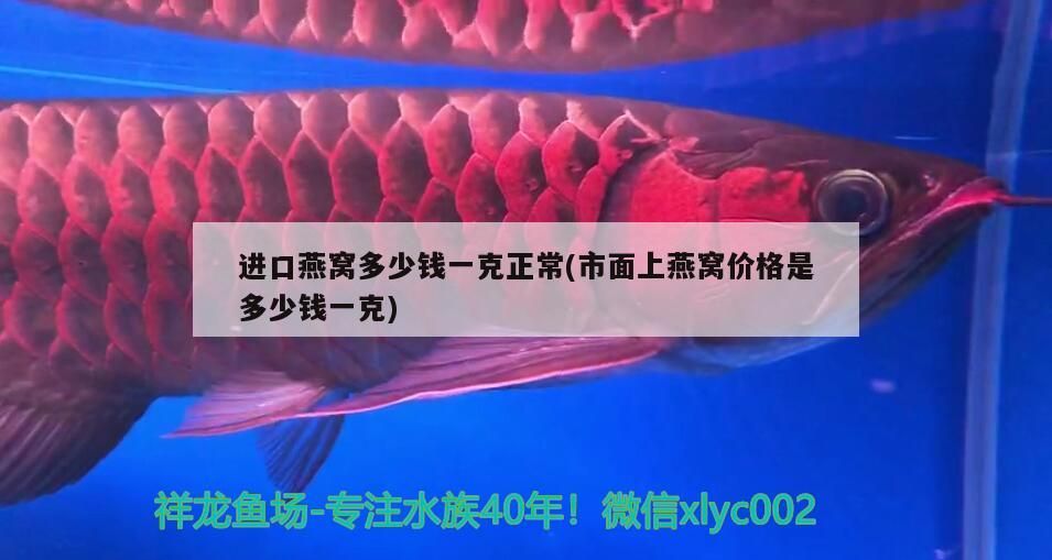 進口燕窩多少錢一克正常(市面上燕窩價格是多少錢一克) 進口燕窩多少錢一克正常(市面上燕窩價格是多少錢一克) 觀賞魚百科