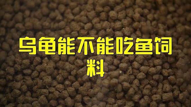 如何安全地給龜喂食金龍魚飼料（如何安全地給烏龜喂食金龍魚飼料）