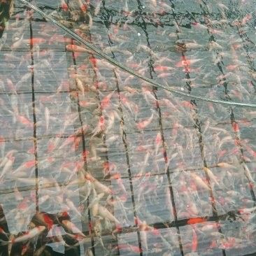 南寧龍魚批發市場的價格如何（南寧龍魚批發市場價格分析） 南寧龍魚批發市場的價格如何（南寧龍魚批發市場價格分析） 龍魚百科 第13張