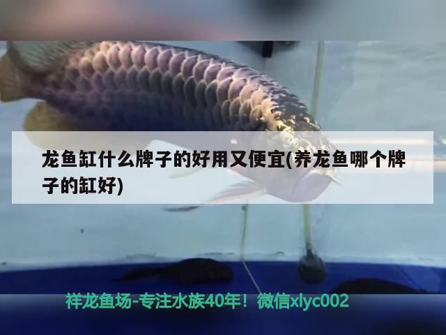 龍魚缸什么牌子的好用又便宜(養龍魚哪個牌子的缸好)（養龍魚哪個牌子的好用又便宜）