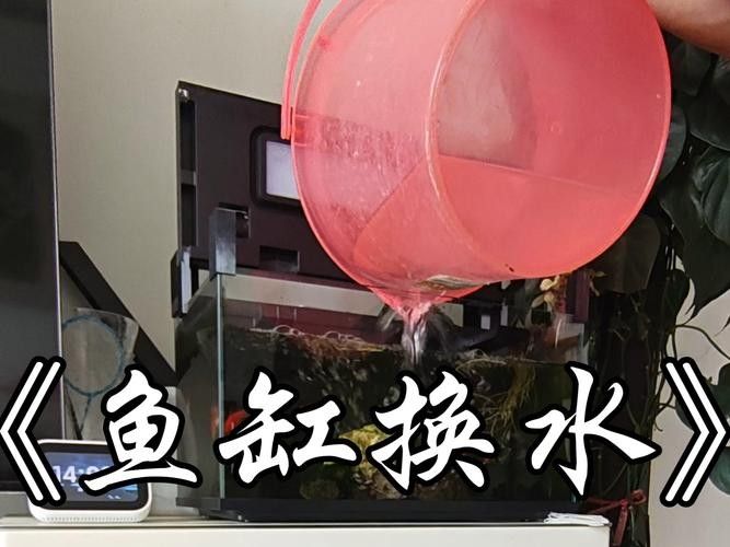 透缸飼養(yǎng)龍魚(yú)需要注意什么（透缸飼養(yǎng)龍魚(yú)需要特別注意以下幾個(gè)要點(diǎn)） 透缸飼養(yǎng)龍魚(yú)需要注意什么（透缸飼養(yǎng)龍魚(yú)需要特別注意以下幾個(gè)要點(diǎn)） 龍魚(yú)百科 第9張