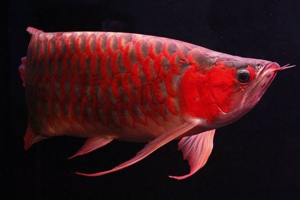 龍魚養(yǎng)殖基地有哪些品種（魚養(yǎng)殖基地主要培育和養(yǎng)殖多種龍魚品種包括：紅龍魚）