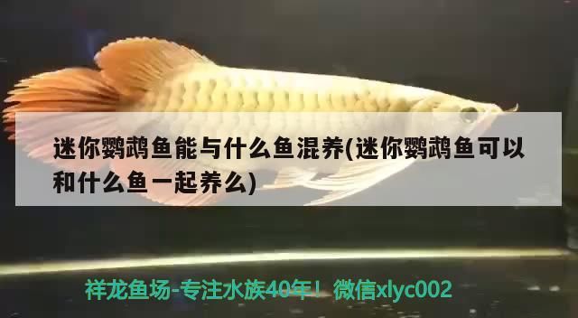 迷你鸚鵡魚(yú)能與什么魚(yú)混養(yǎng)(迷你鸚鵡魚(yú)可以和什么魚(yú)一起養(yǎng)么)