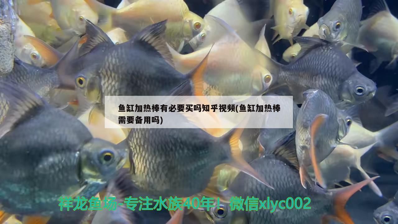 魚缸加熱棒有必要買嗎知乎視頻(魚缸加熱棒需要備用嗎)（魚缸加熱棒有必要買嗎）