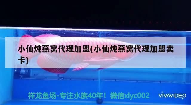 小仙燉燕窩代理加盟(小仙燉燕窩代理加盟賣卡)（小仙燉燕窩代理加盟）