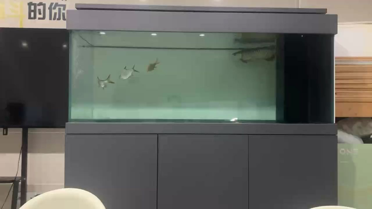 金龍怕光（金龍為什么怕光？）